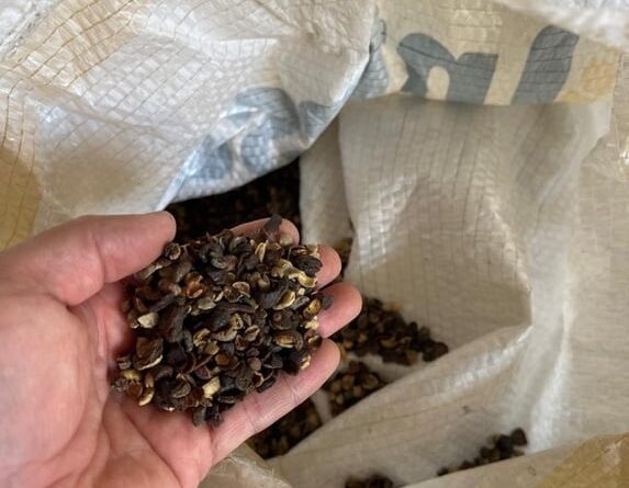 Grãos de café irregulares apreendidos em operação do Mapa