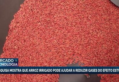 Pesquisa revela que arroz irrigado pode reduzir gases do efeito estufa