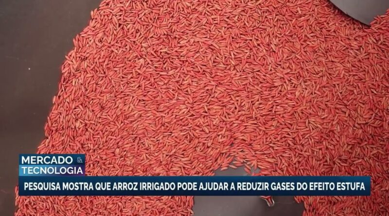 Pesquisa revela que arroz irrigado pode reduzir gases do efeito estufa