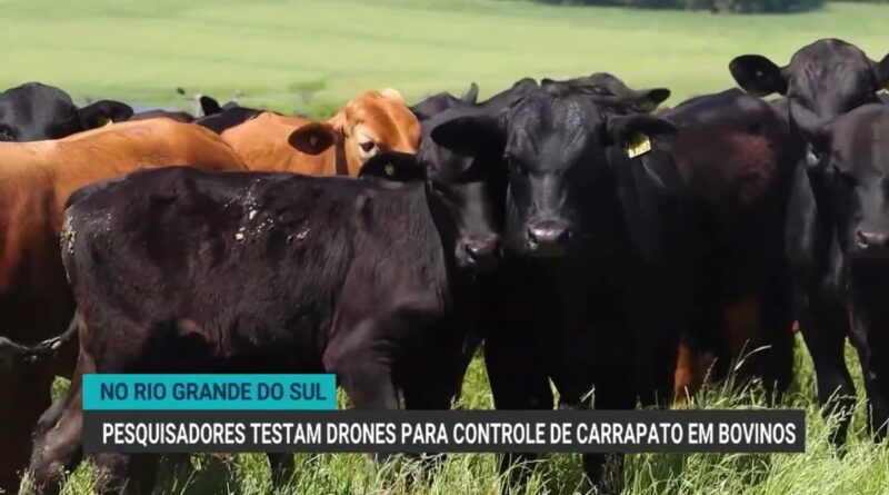 Pesquisadores testam drones para controle de carrapatos em bovinos
