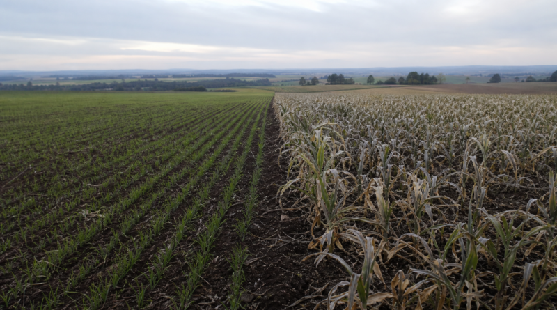 Plantio de trigo avança para 48% da área no Paraná, diz Deral
