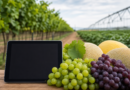 Plataforma Ater+ Digital amplia conteúdos de fruticultura com uva e melão