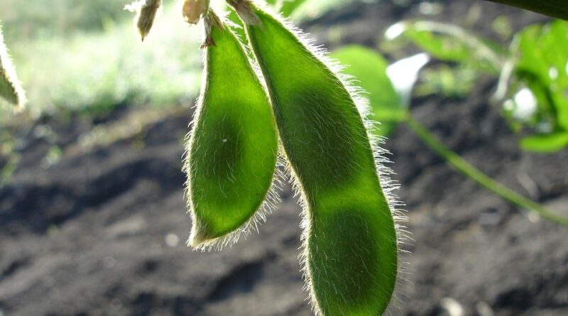 soja verde