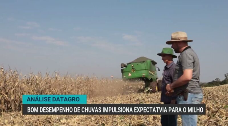 Produção de milho no Brasil deve alcançar 141,3 milhões de toneladas