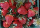 Morango