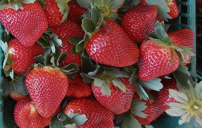 Morango