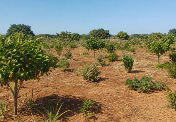 Produtores debatem uso do cajueiro em sistemas agroflorestais no Ceará