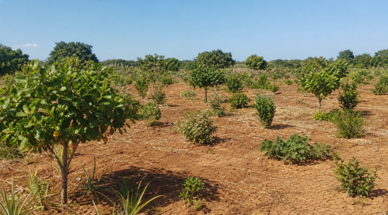 Produtores debatem uso do cajueiro em sistemas agroflorestais no Ceará