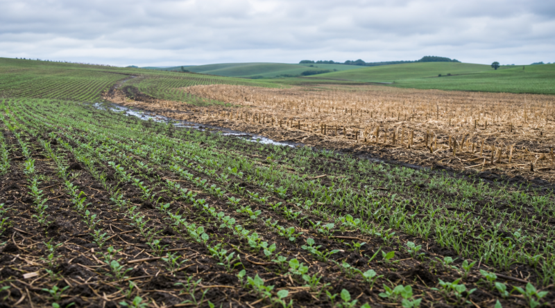 Produtores do RS iniciam plantio de inverno com avanço de canola e aveia-branca
