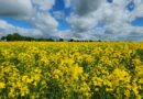 Canola