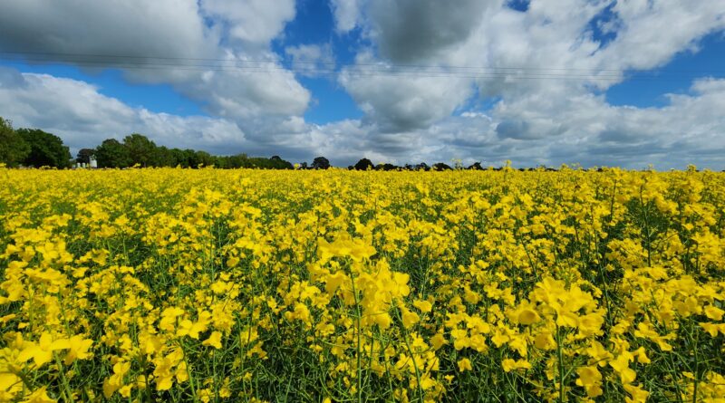 Canola