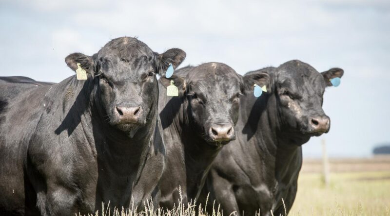 angus, boi, gado
