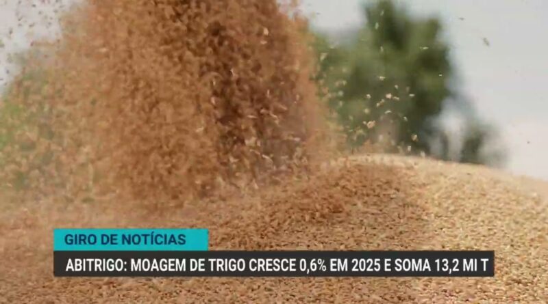 Relação de troca entre boi gordo e milho melhora 3% em maio