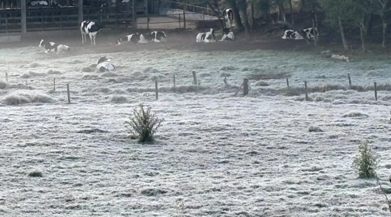 geada em Piraí do Sul, Paraná