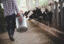 Produção de leite, produtor, leite, vacas, pecuária