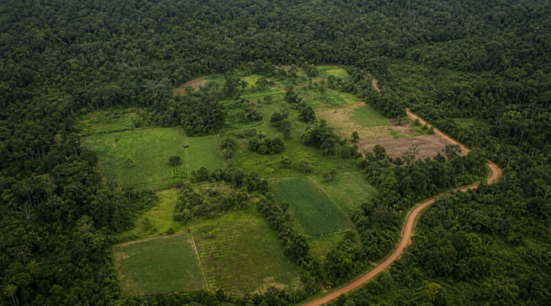 Parcerias ampliam renda e reforçam conservação em áreas produtivas da Amazônia