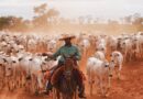 Brasil no topo: a ASBIA e a genética que nos fará o maior produtor de carne