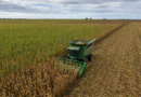 Agroconsult projeta 115,8 milhões de toneladas para a 2ª safra de milho