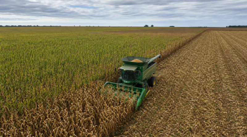 Agroconsult projeta 115,8 milhões de toneladas para a 2ª safra de milho