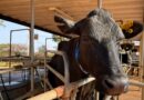 vaca em ordenha, pecuária de leite