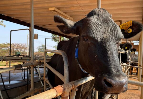 vaca em ordenha, pecuária de leite