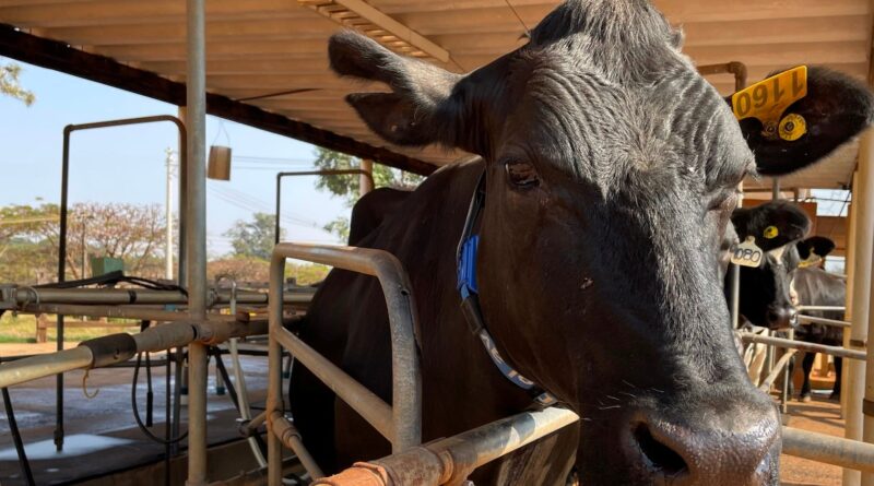 vaca em ordenha, pecuária de leite