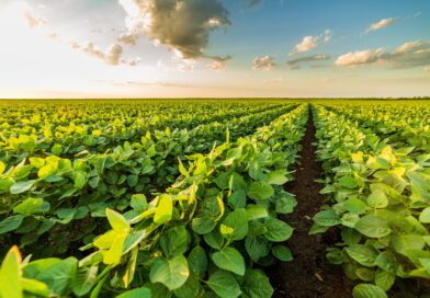 Alta tecnologia na nutrição das plantas garante produtividade e rentabilidade na produção de soja