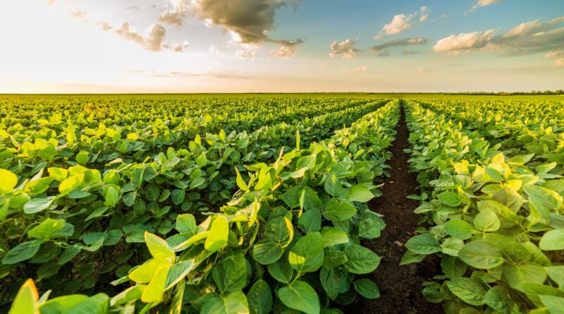 Alta tecnologia na nutrição das plantas garante produtividade e rentabilidade na produção de soja