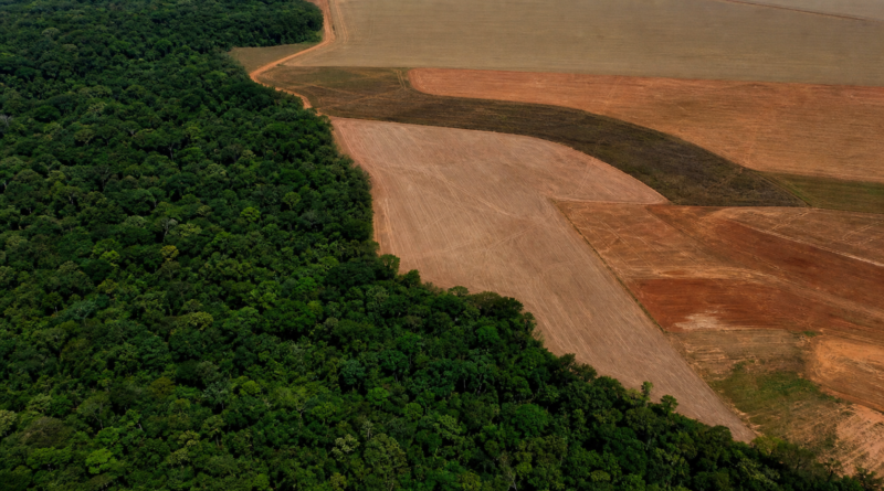 BNDES barra R$ 1,1 bilhão em crédito rural por indícios de desmatamento ilegal