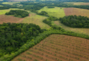 BNDES e iNovaland selecionam 8 projetos para restaurar 388 hectares de Mata Atlântica