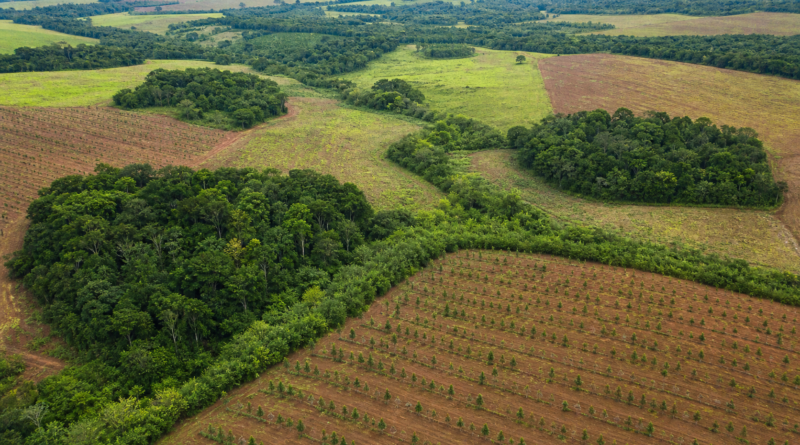 BNDES e iNovaland selecionam 8 projetos para restaurar 388 hectares de Mata Atlântica