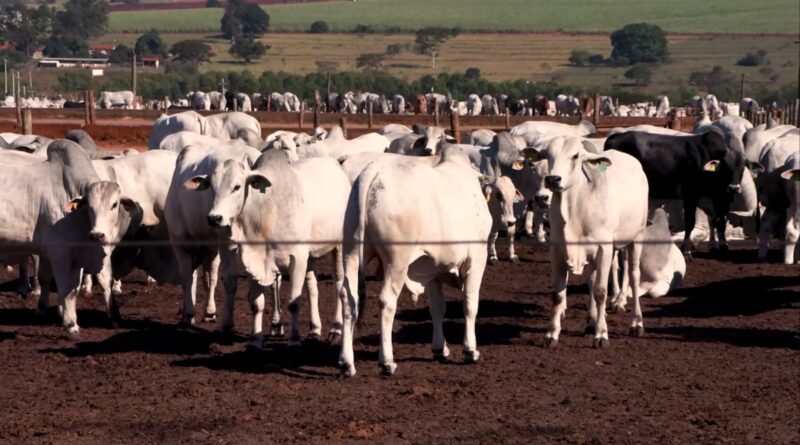 5º Fórum da Pecuária: o evento que vai guiar o setor da carne brasileira