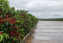 Colheita de café arábica no Cerrado Mineiro atinge 18% da safra prevista