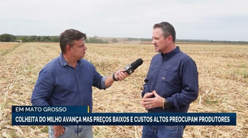 Colheita de milho em Mato Grosso inicia com desafios e incertezas