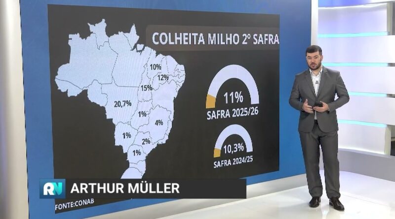 Colheita do milho safrinha atinge 21% em MT com desafios no PR