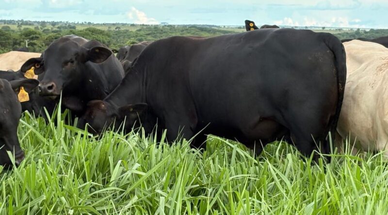 Como escolher a gramínea ideal para aumentar a eficiência da fazenda?