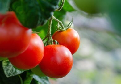 tomate