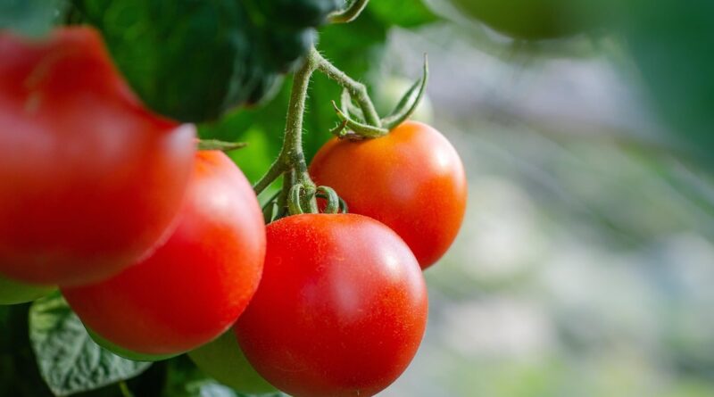 tomate