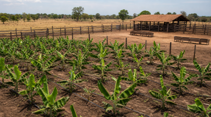 Confederação da Agricultura e Pecuária do Brasil levanta custos da pecuária de corte no Tocantins e da banana na Bahia