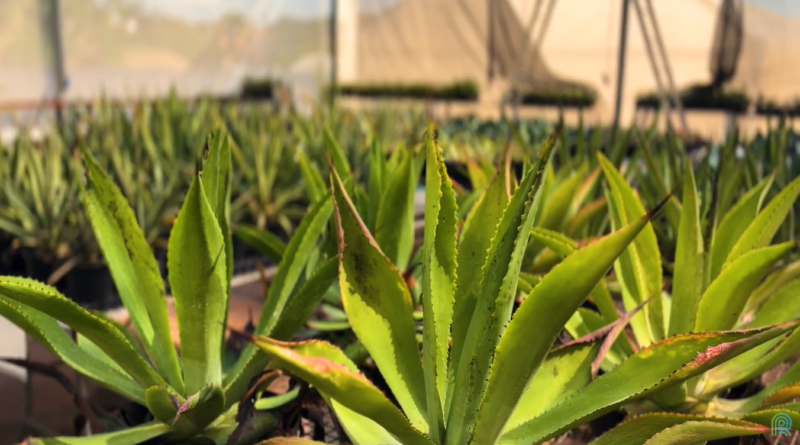 agave
