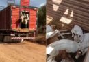apreensão de gado no pará gera conflito com pecuaristas