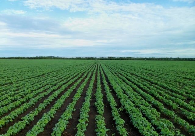 campo de soja