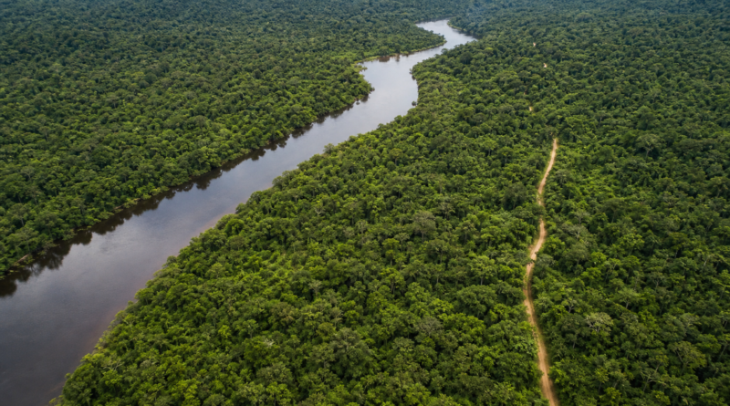 Edital abre concessão florestal de 267 mil hectares na Flona de Balata-Tufari