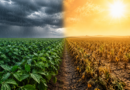 El Niño confirmado até 2027! De forma intensa, fenômeno trará chuvas irregulares e ondas de calor; saiba as áreas afetadas