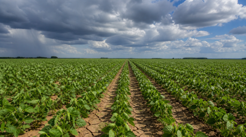 El Niño forte amplia risco para soja do Cerrado e safrinha 2026/27, diz Rural Clima