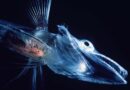 Peixe da subordem Notothenioidei
