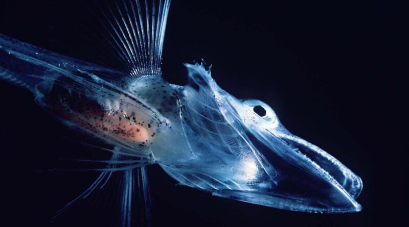 Peixe da subordem Notothenioidei