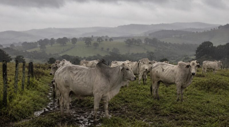 Frio e chuva podem aumentar a oferta de boi gordo e pressionar a arroba
