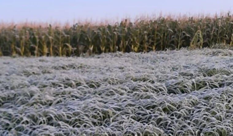geada, frio, Aplicativo