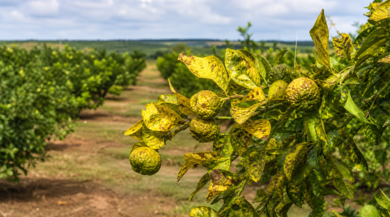 Rio Grande do Sul confirma primeiros casos de greening em plantas cítricas